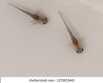 Baby Axolotl High Res Stock Images Shutterstock