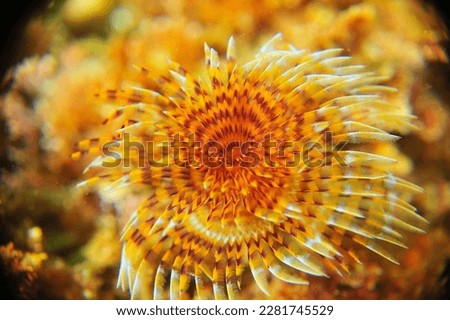under water anemone macro photo