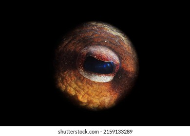 Under Water Common Octopus Eye Photo