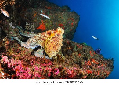 Under Water Common Octopus Photo