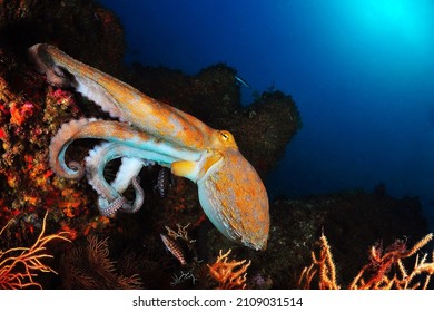 Under Water Common Octopus Photo