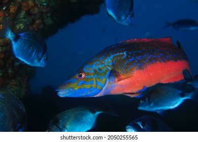 Under Water Fish Face Photo