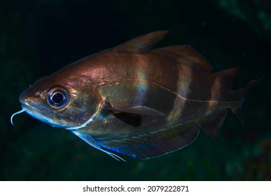 Under Water Fish Face Photo