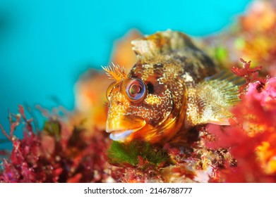 Under Water Fish Face Photo 