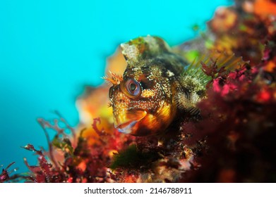 Under Water Fish Face Photo 
