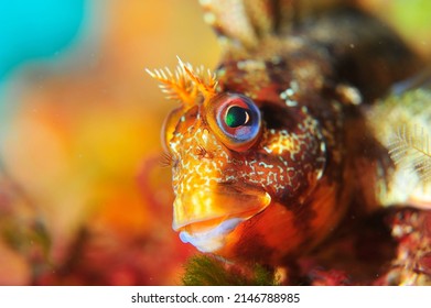 Under Water Fish Face Photo 