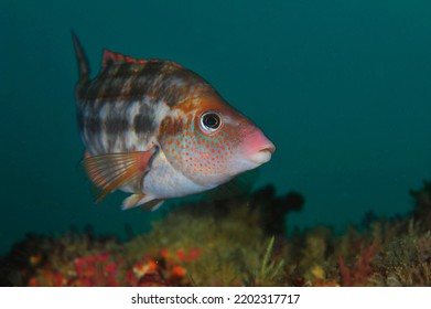 Under Water Fish Face Photo 