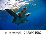 under water green turtle photo