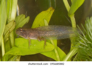 Under water image of tadpole of Common grass frog or Rana temporaria with completely developed four legs just before metamorphosis taken from the side in a surrounding with myosotis aquatic plants