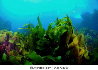 Under Water Kelp Forest Photo