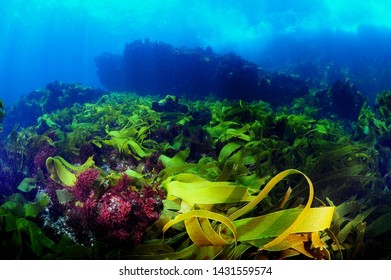 Under Water Kelp Forest Photo