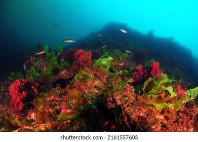 under water kelp forest photo