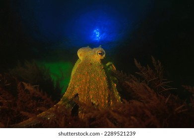 under water octopus macro photo