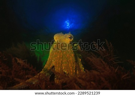 under water octopus macro photo