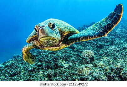 Under water sea turtle. Diving scene of turtle undersea - Shutterstock ID 2112549272