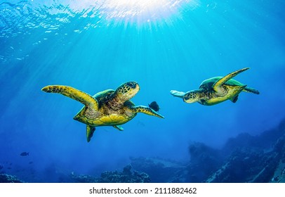 Las tortugas marinas nadan bajo la vista del agua