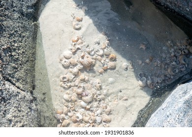 Under Water Shells At Tampa Florida Beach