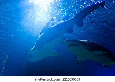 Under the waves circle two great white sharks. Illustration