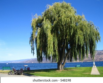 Under The Weeping Willow Tree