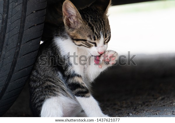 under the wheel car cat ,in the wheel car cat\
,dangerous for cats ,caution\
