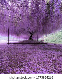 藤ノ木 の画像 写真素材 ベクター画像 Shutterstock