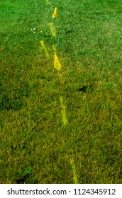 Underground Gas Utility Yellow Marking And Flag On A Green Lawn