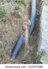 Underground Plastic Pipe Damaged By Tree Roots