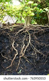 Underground tree root