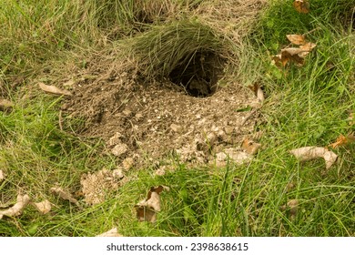 Underground Yellowjacket Nest raided by wildlife.