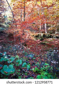 Undergrowth with the colors of autumn, like an impressionist painting
