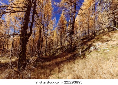 Undergrowth In Larch Forest In Autumn