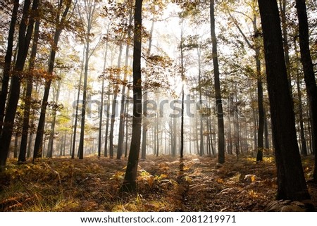 Undergrowth in a magnificent wild forest in France. Beautiful golden morning light with bright backlight and white mist. Beautiful autumn morning with oak trees and golden foliage