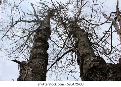 Underneath the bare trees of winter early spring.
