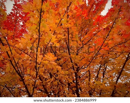 Underneath a color changing maple tree
