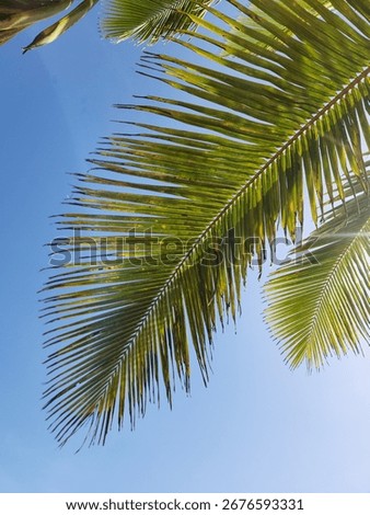 underneath the palmtree at the beach