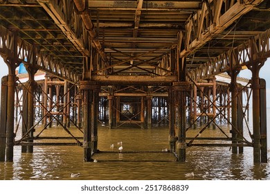 Underneath a pier, showcasing wooden and metal supports with water reflecting the structure. Seagulls are seen floating on the water's surface. - Powered by Shutterstock