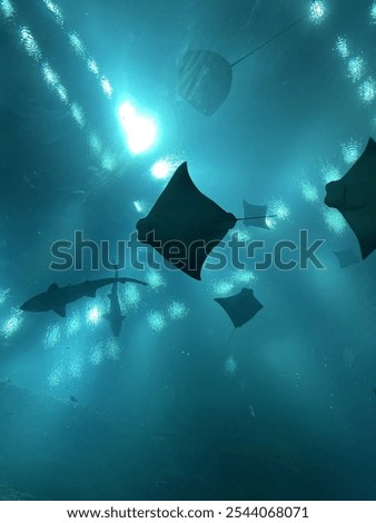 Underneath Sharks and Stingrays, Aquarium View