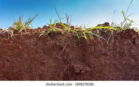 Underneath The Soil Showing Root System