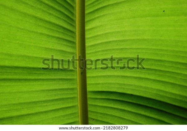 Underneath view of a large Banana Leaf. The leaf\
in direct sunlight revels the leaf structure and on a leaf midrib\
an unknown tiniest insect\
perched