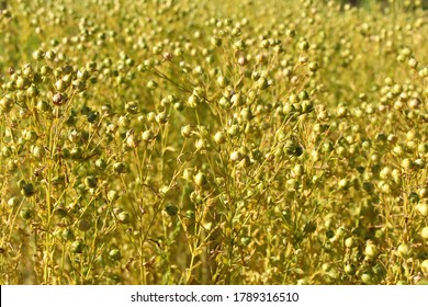 Underripe Flax seed pods, yellow linum field background, close up.