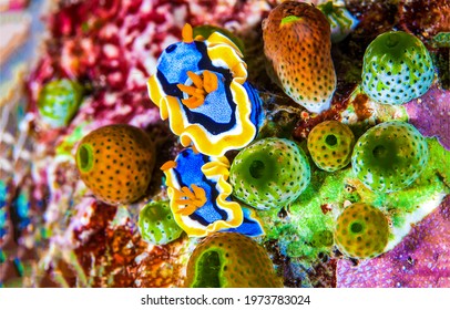 Undersea microorganism life in macro - Shutterstock ID 1973783024