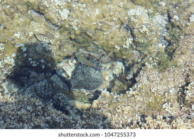 Undersea World Of Hawaii Islands : Crustaceans And Small Beautiful Fishes Underwater On Volcano Rocks