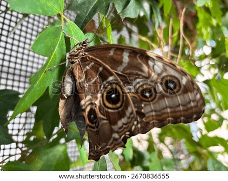 The underside of a Blue Morpho butterfly (Morpho peleides).