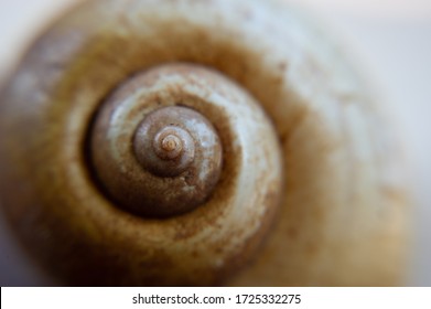 365 Underside shell Images, Stock Photos & Vectors | Shutterstock