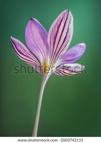 Underside of crocus flower in March in central Virginia