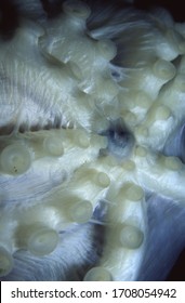 Underside Of Curled Octopus Showing Central Beak Or Mouth. This Octopus Was Attacking