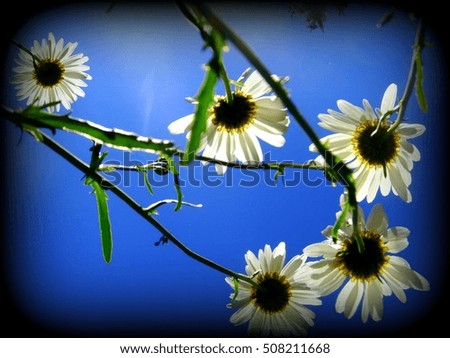 Similar – Image, Stock Photo summer flower…