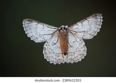 Underside of a Duster Moth (Pingasa abyssiniaria) seen through a window while resting
