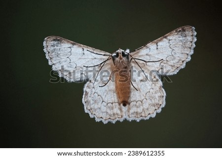 Underside of a Duster Moth (Pingasa abyssiniaria) seen through a window while resting