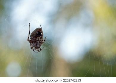 Underside of a female Hentz's orb weaver spider on her web in the morning on a late summer's day. Usually noctural, female orb weavers become diurnal in the fall. 